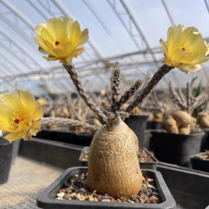 May include: A potted succulent plant with a bulbous, tan, textured caudex base and three thin, dark, spiky stems. Two of the stems feature large, vibrant yellow flowers with deep red centers, while the central stem remains dormant and leafless.