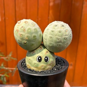 Peut inclure: Un cactus Tephrocactus articulatus vert clair composé de trois segments arrondis, planté dans un pot noir rempli de gravier noir. Le segment inférieur présente un visage peint à la main avec deux grands yeux noirs et blancs.