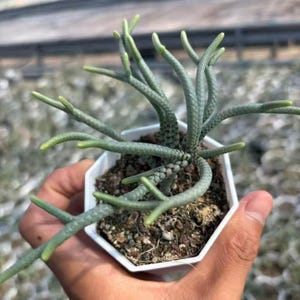 May include: A Rhipsalis baccifera succulent plant with thin, cylindrical, textured green stems branching outward from a central point. The plant is potted in a small, white, hexagonal plastic container filled with dark, coarse potting soil.