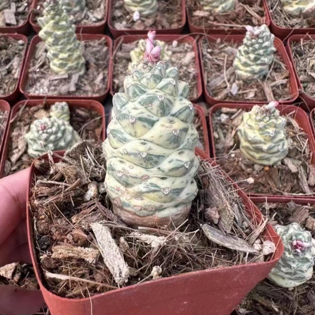Euphorbia monadenium - Etsy 日本