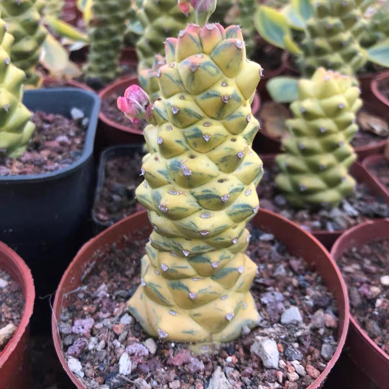 Euphorbia monadenium - Etsy 日本
