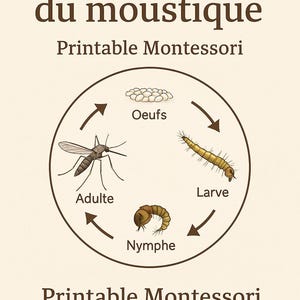 Peut inclure: Une affiche pédagogique beige illustrant le cycle de vie du moustique. Le schéma montre les étapes d'œufs, de larve, de nymphe et d'adulte dans un cercle. Le texte comprend "Cycle de vie du moustique" et "Printable Montessori".