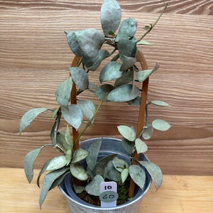 Hoya Lacunosa Silver Full Moon - Etsy