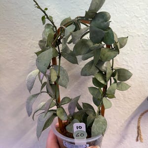 Hoya Lacunosa Silver Full Moon - Etsy