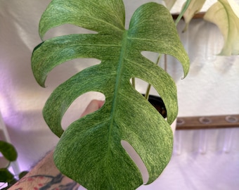 Monstera Filamentosa *EXTREMELY RARE* - Etsy