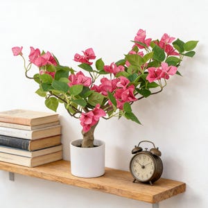 以下が含まれることがあります： 木製の棚に、鮮やかなピンクの花と緑の葉を持つ鉢植えのブーゲンビリアがあります。その隣には、ヴィンテージスタイルの目覚まし時計と本の山があります。鉢は白いです。