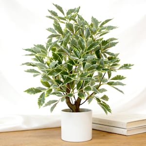 May include: A small potted plant with green and white variegated leaves. The plant is in a white ceramic pot, sitting on a wooden surface. Two books are visible in the background. The plant has a natural, organic aesthetic.
