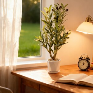 Puede incluir: Un olivo en maceta blanca sobre un escritorio de madera cerca de una ventana. El &aacute;rbol tiene hojas verdes y aceitunas oscuras. Un despertador negro y un libro abierto tambi&eacute;n est&aacute;n en el escritorio.
