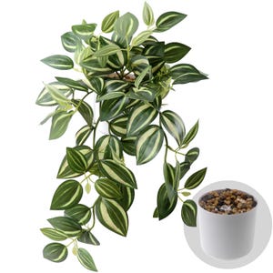 Peut inclure: Une plante d'intérieur retombante avec des feuilles rayées vertes et crème. La plante est dans un pot blanc rempli de petits galets. Les feuilles de la plante retombent vers le bas, créant une apparence pleine et luxuriante. Parfait pour ajouter une touche de nature.