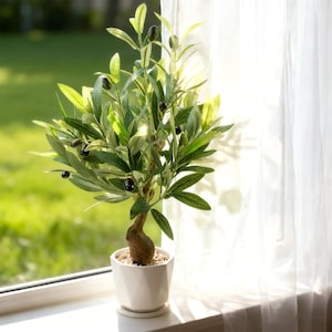 May include: A miniature olive tree in a white ceramic pot on a windowsill. The tree features green leaves and black olives. The pot is round with a small saucer. The background shows a blurred green lawn and a sheer white curtain.