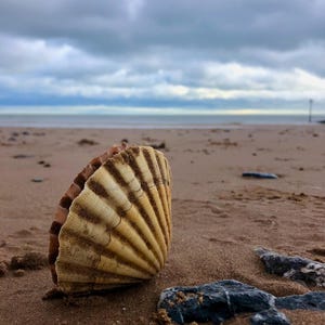 May include: A large, open seashell with a ridged, fan-like design rests on a sandy beach. The shell is beige and brown, with sand grains clinging to its surface. Dark rocks are scattered nearby, and the ocean and cloudy sky are in the background.