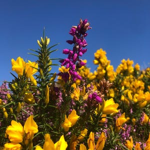 Könnte beinhalten: Nahaufnahme von blühenden Ginsterbüschen mit leuchtend gelben und violetten Blüten vor einem klaren blauen Himmel. Das Bild fängt die natürliche Schönheit der Blumen mit ihren leuchtenden Farben und zarten Blütenblättern ein.