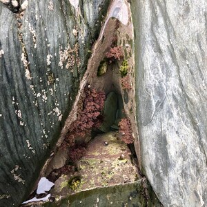 May include: Close-up of textured gray and green rocks with a triangular crevice. The crevice contains reddish-brown and green plant life. White and tan barnacles are visible on the rock surfaces.