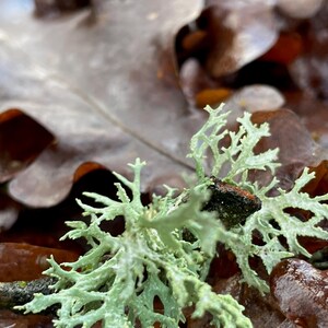 May include: Close-up of light green lichen with a branching structure, set against a backdrop of brown, decaying leaves. The lichen has a textured appearance, with a small, dark spot. The image captures a natural, earthy scene.