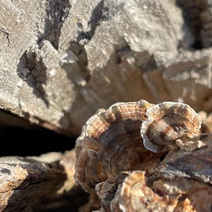 May include: Close-up of a cluster of bracket fungi, showcasing a layered, fan-like structure. The fungi display a range of colors, including shades of brown, tan, and white, with a textured, organic appearance. The background features weathered wood.