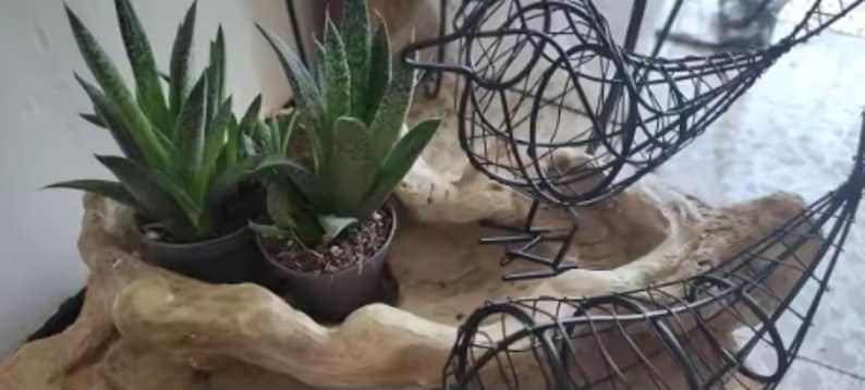 Puede incluir: Arreglo decorativo con dos suculentas en macetas en una maceta de forma org&aacute;nica de color marr&oacute;n claro. Dos esculturas de p&aacute;jaros de alambre negro est&aacute;n colocadas cerca de las plantas.