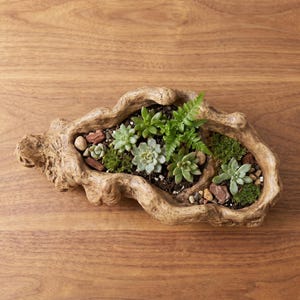 Puede incluir: Una maceta decorativa de color beige con forma de madera flotante, llena de varias suculentas, peque&ntilde;as rocas y musgo. La maceta se coloca sobre una superficie de madera, mostrando una est&eacute;tica natural y terrosa.