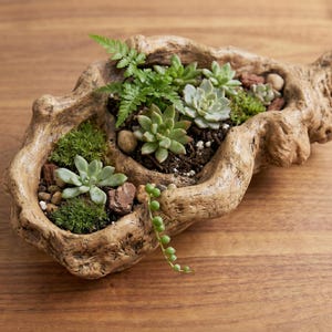 Puede incluir: Una jardinera artesanal estilo madera flotante llena de una variedad de suculentas, musgo y pequeñas piedras. La jardinera tiene un aspecto natural y envejecido y se coloca sobre una superficie de madera. El arreglo incluye plantas verdes y verde claro.