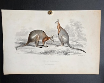 Rara incisione antica di Buffon (di oltre 150 anni) – Canguro dal dorso nero