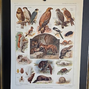 Superb period engraving (over 100 years old) of vermin