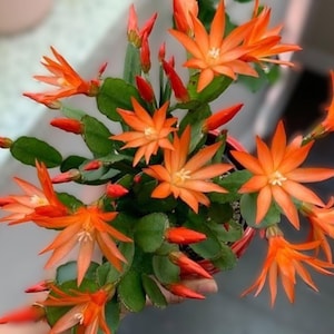 Orange Easter Cactus Stem Cutting Unrooted Spring Cactus