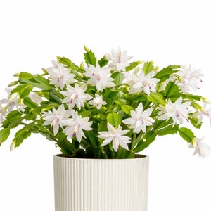 Weißer Weihnachtskaktus-Stamm, der unbewurzelte Feiertags-Pflanze schneidet