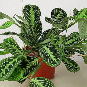 Puede incluir: Una planta de oración en maceta, con hojas verdes grandes y un patrón distintivo de venas verde claro. Las hojas de la planta están dispuestas de forma atractiva, agregando un toque de naturaleza a cualquier espacio.