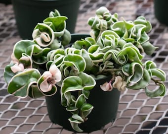 Veränderte Hoya Hindu Seil Stängel Schneiden Carnosa Compacta Unbewurzelt