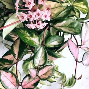 Puede incluir: Primer plano de una planta de Hoya con hojas abigarradas en tonos verdes, blancos y rosas. Un racimo de pequeñas flores rosas en forma de estrella con centros rojos florece en la parte superior. Los tallos de la planta son de color marrón rojizo.