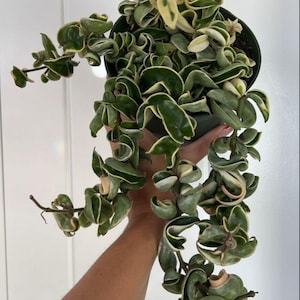 Puede incluir: Una planta de Hoya carnosa 'Compacta', también conocida como planta de cuerda hindú, en una maceta verde oscuro. La planta presenta hojas verdes gruesas y rizadas con bordes blancos cremosos. La planta se sostiene sobre un fondo blanco.