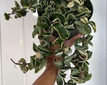 Hoya Carnosa Compacta Tallo Abigarrado Corte De Cuerda Hindú