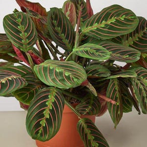 May include: A prayer plant in a terracotta pot, featuring green leaves with prominent red veins. The plant is set against a neutral backdrop. The leaves' distinctive pattern adds visual appeal to this houseplant, perfect for indoor spaces.
