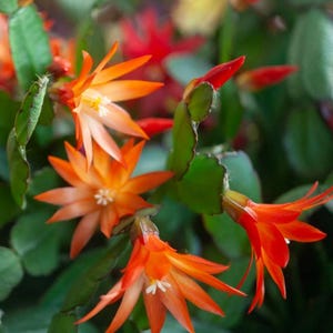 Oranger Rhipsalidopsis Steckling - unbewurzelter Osterkaktus