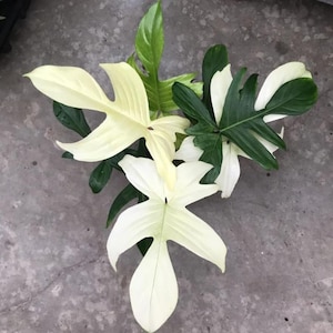 Filodendron Floryda Ghost Stem Sadzonka Nieukorzeniona Rzadka Aroid