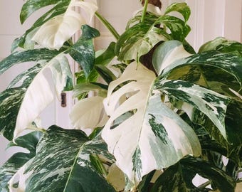 Monstera Albo Borsigiana Bonte stengel stek zonder wortel