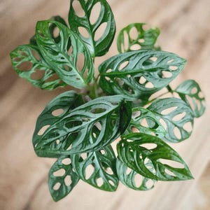 Op de afbeelding: Een bovenaanzicht van een levendige groene Monstera Adansonii plant. De bladeren zijn diepgroen en hebben unieke, onregelmatige gaten. De plant staat tegen een lichtbruine achtergrond, wat de textuur en kleur benadrukt.