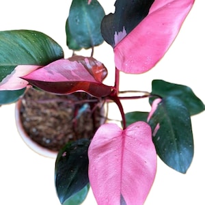 red bean plant Frijol Rojo de Seda (Red Silk Bean)