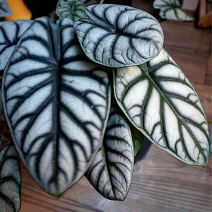 Alocasia Silver Dragon Corm Żywa roślina do rozmnażania cebulka rzadka Aroid