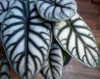 Alocasia Silver Dragon Corm Live Plant Propagation Bulb Rare Aroid