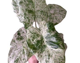 Alocasia Macrorrhiza ‘Splash’, bulbos vivos, planta tropical rara