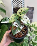 Swiss Cheese Vine Variegated Monstera Adansonii Cuttings product logo
