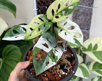 Schweizer Käserebe bunte Monstera Adansonii Stecklinge