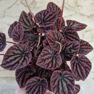 以下が含まれることがあります： 深紅色の質感のある葉を持つペペロミア・カペラータのクローズアップ。赤い茎と繊細なクリーム色の花の穂があります。葉はキルトのような外観で、視覚的に面白い質感を作り出しています。