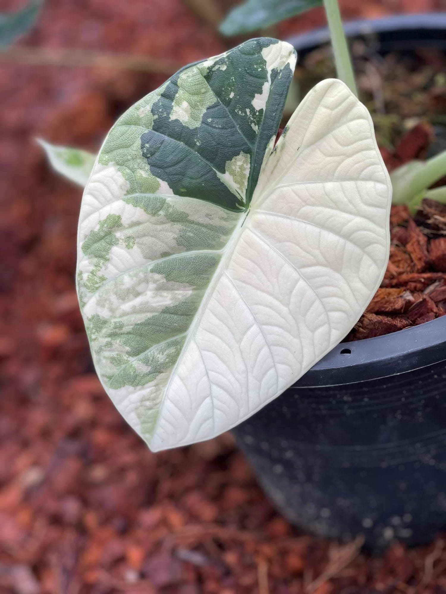 Variegated alocasia maharani - Etsy 日本
