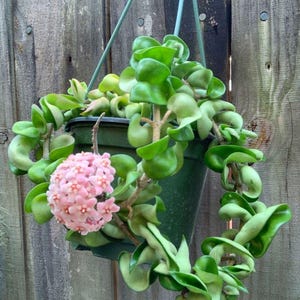 Puede incluir: Una planta verde colgante en una maceta verde oscuro. La planta tiene hojas verdes brillantes y rizadas y un grupo de pequeñas flores rosas. La planta está suspendida por un alambre verde contra una valla de madera desgastada.
