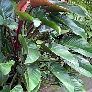 Plante Philodendron Congo Rojo Coupant Feuillage Tropical Rouge