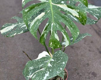 Monstera Thai Constellation Variegated Stamm Schneiden Unbewurzelt