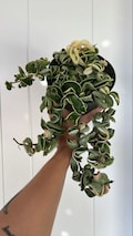 Hoya Carnosa Compacta Variegated Stem Hindu Rope Cutting product logo