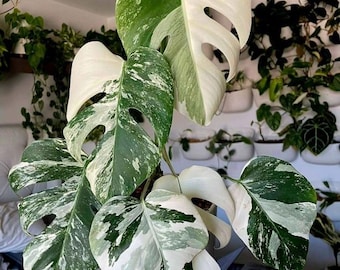 Esqueje sin raíces de Monstera Albo Borsigiana variegada