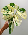 Monstera Adansonii Variegated Stem Cuttings Unrooted Swiss Cheese Vine Propagation product logo